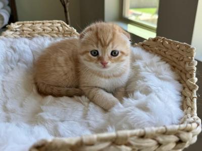 Adorable Scottish Fold Kittens - Scottish Fold - Gallery Photo #1