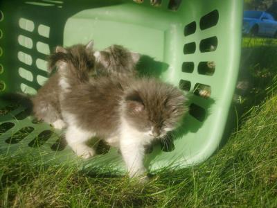 TICA Siberian Kittens - Siberian - Gallery Photo #1