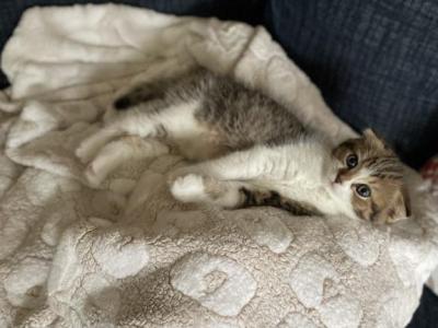 No Name - Scottish Fold - Gallery Photo #1