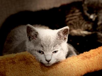 Mary Jane British Shorthair - British Shorthair - Gallery Photo #1