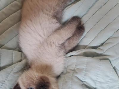 Chocolate Seal Blue Point Siamese Kitten's - Siamese - Gallery Photo #1