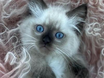 Coco - Ragdoll - Gallery Photo #1