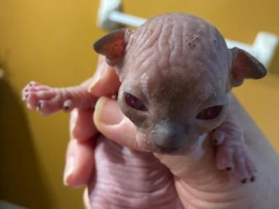 Sphynx Kittens - Sphynx - Gallery Photo #1