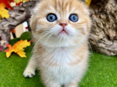 Tigress - Scottish Fold - Gallery Photo #1