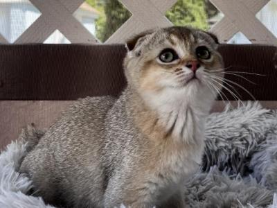 Scottish Female - Scottish Fold - Gallery Photo #1