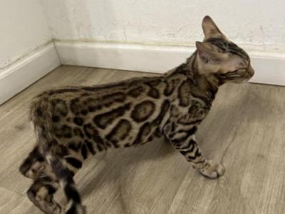 Brown And Mink Bengals - Bengal - Gallery Photo #1