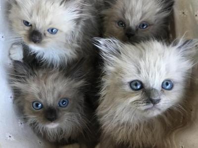 Sepias And Blue Minks - Ragdoll - Gallery Photo #1