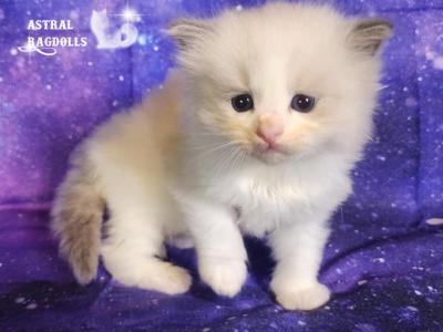 Caspian - Ragdoll - Gallery Photo #1