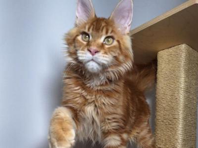 Newton - Maine Coon - Gallery Photo #1