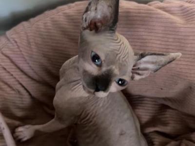 Ember - Sphynx - Gallery Photo #1