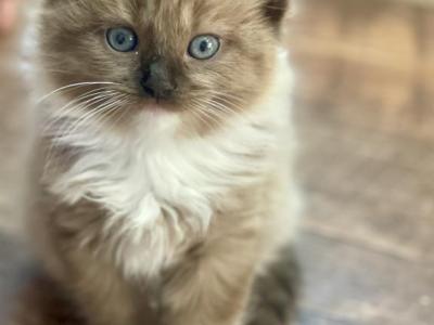 Harry - Ragdoll - Gallery Photo #1