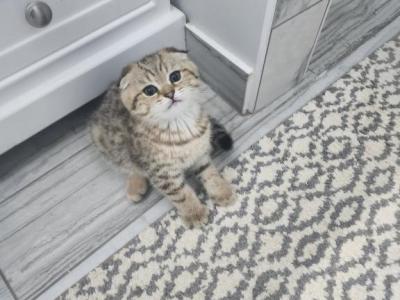 Gizmo - Scottish Fold - Gallery Photo #1