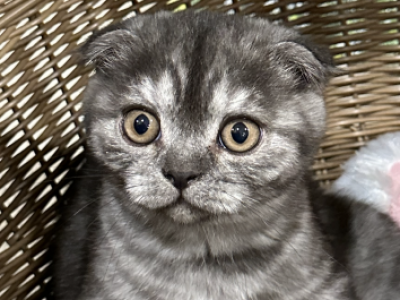 Smoke NOT A BROKER Ie HOME RAISED - Scottish Fold - Gallery Photo #1