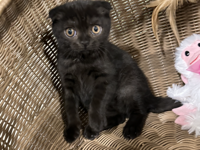 Blackie NOT A BROKER Ie HOME RAISED - Scottish Fold - Gallery Photo #1