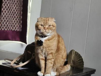 Charles - Scottish Fold - Gallery Photo #1