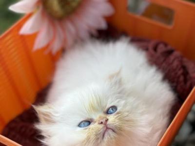 Name Your Own Kitty - Persian - Gallery Photo #1