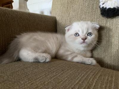 Miles - Scottish Fold - Gallery Photo #1