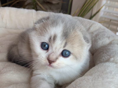 Bean - Scottish Fold - Gallery Photo #1