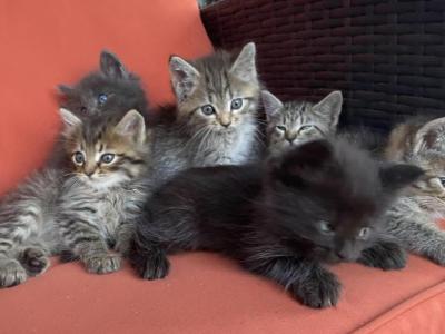 Siberian Cross Kittens - Siberian - Gallery Photo #1