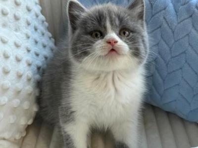 Blue Bicolor British Shorthair Boy - British Shorthair - Gallery Photo #1