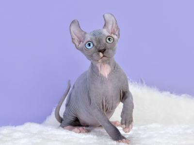 Odd Eyed Girl - Sphynx - Gallery Photo #1