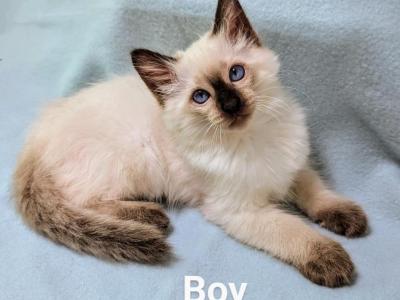 Knox Balinese Cattery - Balinese - Gallery Photo #1