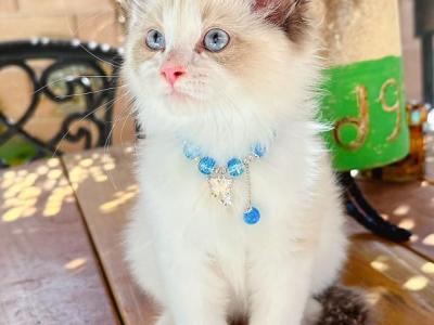 Gucci - Ragdoll - Gallery Photo #1