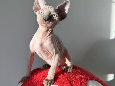 Canadian Male - Sphynx - Gallery Photo #1