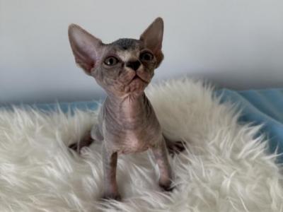 Lora - Sphynx - Gallery Photo #1