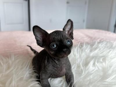 Bambi - Sphynx - Gallery Photo #1