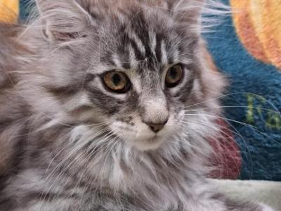 Midnight Novas Aqua Marina - Maine Coon - Gallery Photo #1