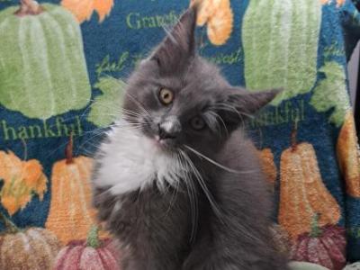 Midnight Novas Tekhelet - Maine Coon - Gallery Photo #1