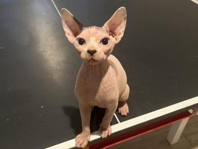 Three Male Sphynx Kittens - Sphynx - Gallery Photo #1