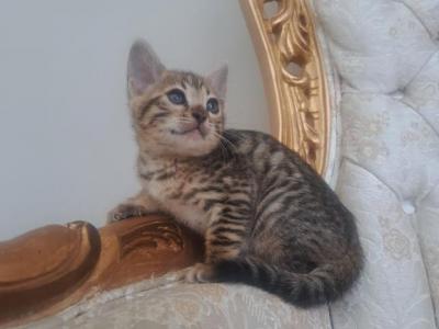 Mallie - Bengal - Gallery Photo #1