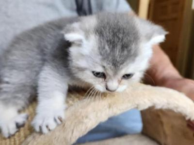 Filli - Scottish Fold - Gallery Photo #1