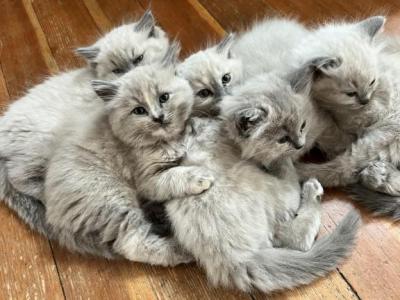 5 Beautiful Rags - Ragdoll - Gallery Photo #1