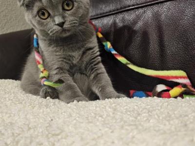 Scottish Fold & Scottish Straight - Scottish Fold - Gallery Photo #1