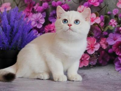 Ernest - British Shorthair - Gallery Photo #1