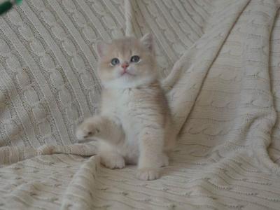 Blue Golden Shorthair Ay12 Boy - British Shorthair - Gallery Photo #1