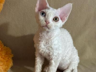 Eddie - Devon Rex - Gallery Photo #1