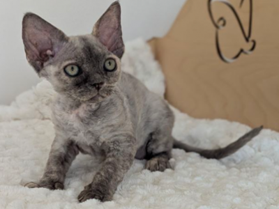 Margaret - Devon Rex - Gallery Photo #1