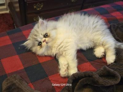 Elvis - Persian - Gallery Photo #1