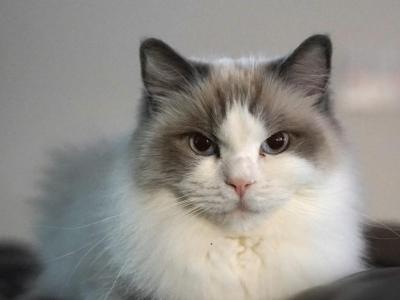 Pearl The Ragdoll Queen - Ragdoll - Gallery Photo #1