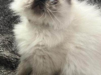 Binks And Oscars Kittens Little Brinks Cattery - Persian - Gallery Photo #1