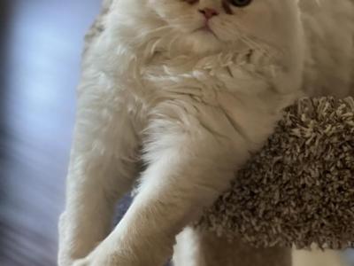 Fido - Persian - Gallery Photo #1