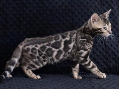 TICA Bengal Kittens Goose And Glimmer Litter - Bengal - Gallery Photo #1