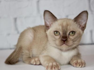 Onyx - Burmese - Gallery Photo #1