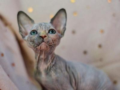 Jolly - Sphynx - Gallery Photo #1