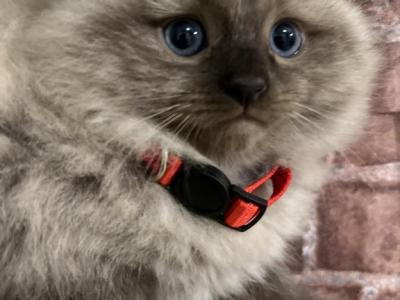 Grace - Ragdoll - Gallery Photo #1