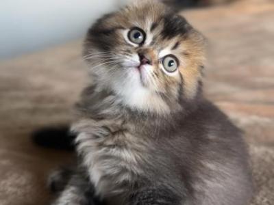 Bob - Scottish Fold - Gallery Photo #1